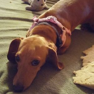 Meet your Posher, Jodie